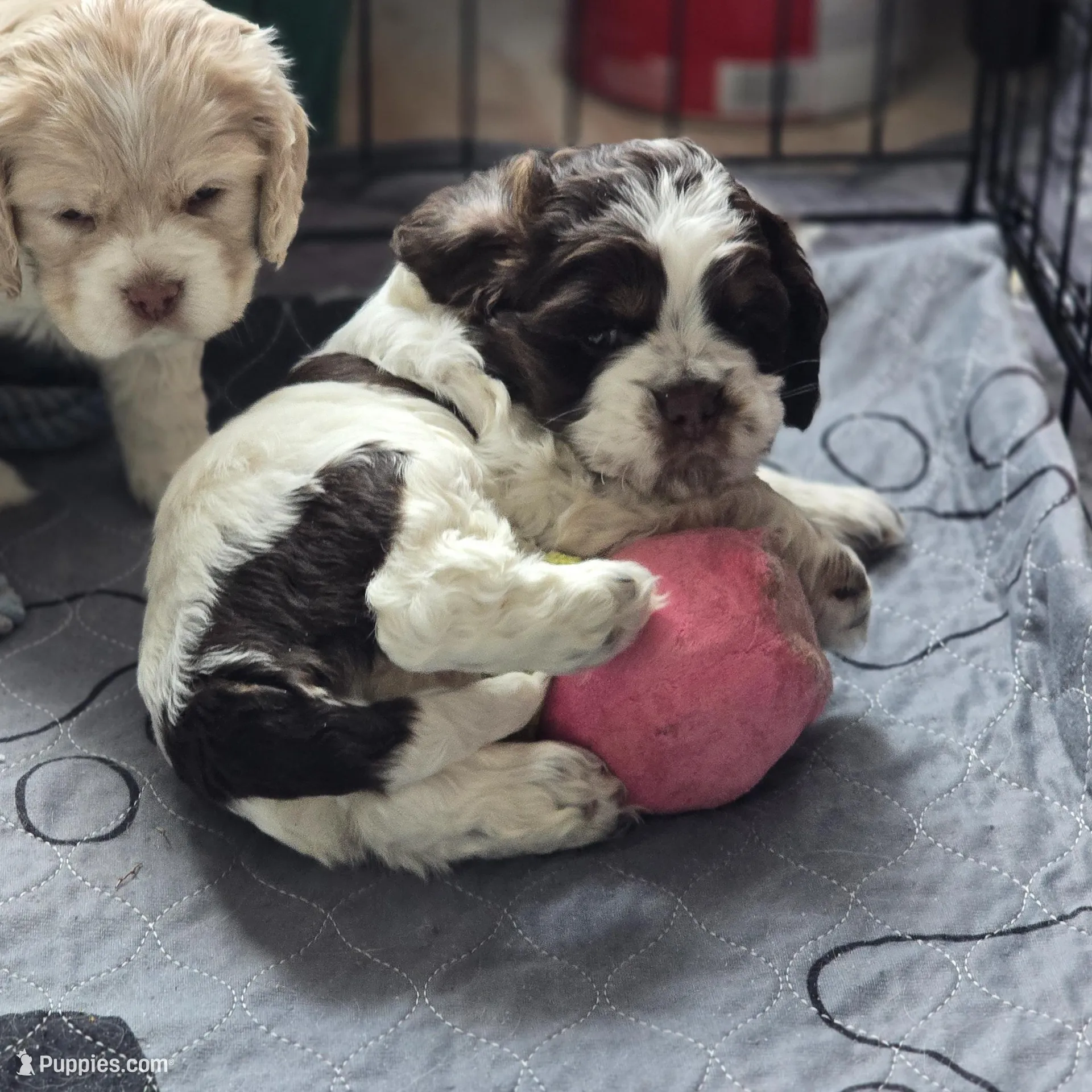 Murphy, a male Cocker Spaniel for sale in Cadott, WI – Photo 10 of 10