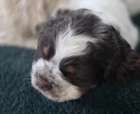 Murphy, a male Cocker Spaniel for sale in Cadott, WI – Photo 4 of 10