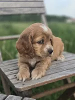 Willow's Brown Collar, a male Cocker Spaniel for sale in Cadott, WI – 3 of 8