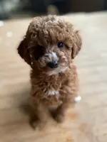 Phoebe, a female Poodle - Toy  and Poodle - Miniature  for sale in Mineral Point, WI – Photo 3 of 6