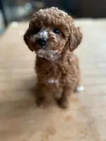 Phoebe, a female Poodle - Toy  and Poodle - Miniature  for sale in Mineral Point, WI – Photo 1 of 6