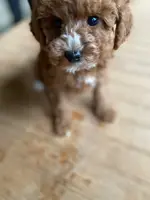 Phoebe, a female Poodle - Toy  and Poodle - Miniature  for sale in Mineral Point, WI – Photo 5 of 6