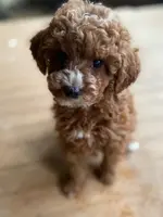 Phoebe, a female Poodle - Toy  and Poodle - Miniature  for sale in Mineral Point, WI – Photo 2 of 6