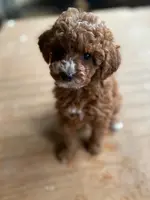 Phoebe, a female Poodle - Toy  and Poodle - Miniature  for sale in Mineral Point, WI – Photo 6 of 6