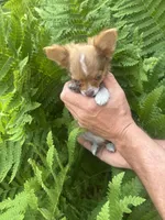 Saja, a male Chihuahua for sale in Brainerd, MN – 3 of 7