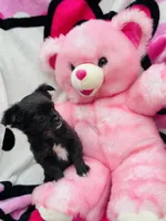 Raven, a female Chihuahua for sale in Brainerd, MN – 2 of 4