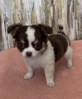 S’mores , a female Chihuahua for sale in Brainerd, MN – Photo 2 of 4