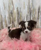 S’mores , a female Chihuahua for sale in Brainerd, MN – Photo 3 of 4