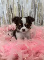 S’mores , a female Chihuahua for sale in Brainerd, MN – Photo 1 of 4