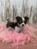 S’mores , a female Chihuahua for sale in Brainerd, MN – Photo 4 of 4