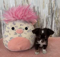 Hershey , a male Chihuahua for sale in Brainerd, MN – Photo 4 of 5