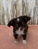 Hershey , a male Chihuahua for sale in Brainerd, MN – Photo 3 of 5