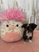 Hershey , a male Chihuahua for sale in Brainerd, MN – Photo 2 of 5