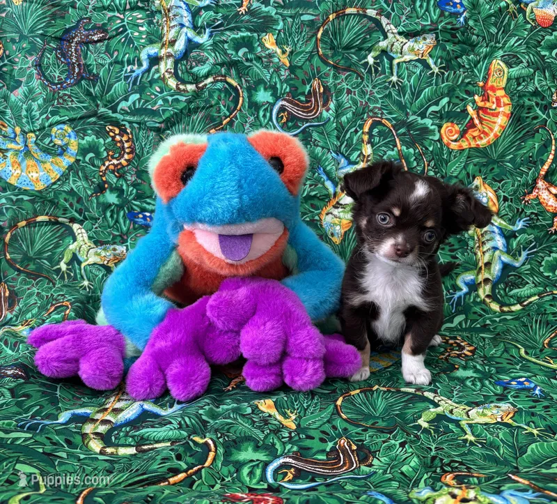 Hershey  – Chihuahua puppy for sale in Brainerd, MN