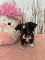 Hershey , a male Chihuahua for sale in Brainerd, MN – Photo 1 of 5