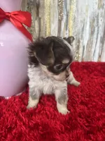 Cleo, a female Chihuahua for sale in Brainerd, MN – Photo 2 of 4