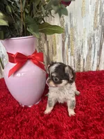 Cleo, a female Chihuahua for sale in Brainerd, MN – Photo 3 of 4