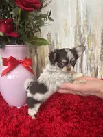 Cleo, a female Chihuahua for sale in Brainerd, MN – Photo 4 of 4