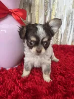 Cleo, a female Chihuahua for sale in Brainerd, MN – Photo 1 of 4