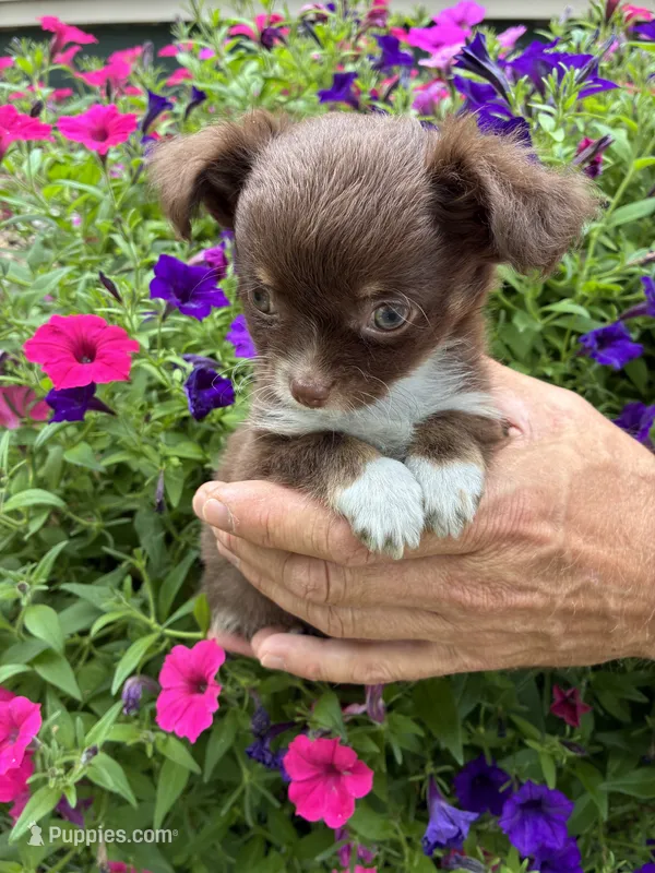 Nugget – Chihuahua puppy for sale in Brainerd, MN