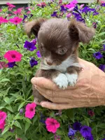 Nugget, a male Chihuahua for sale in Brainerd, MN – 1 of 3