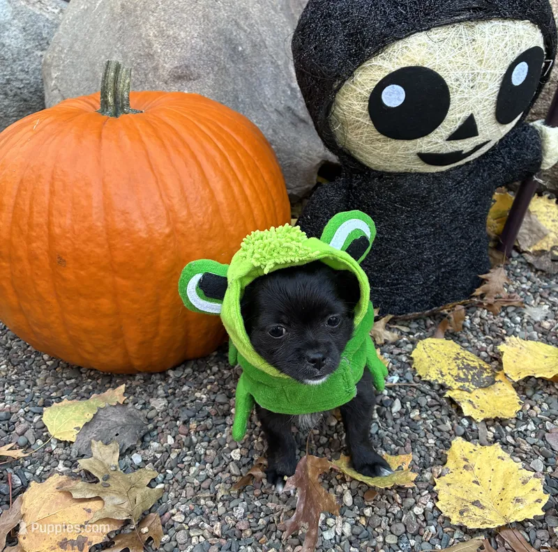 Raven – Chihuahua puppy for sale in Brainerd, MN