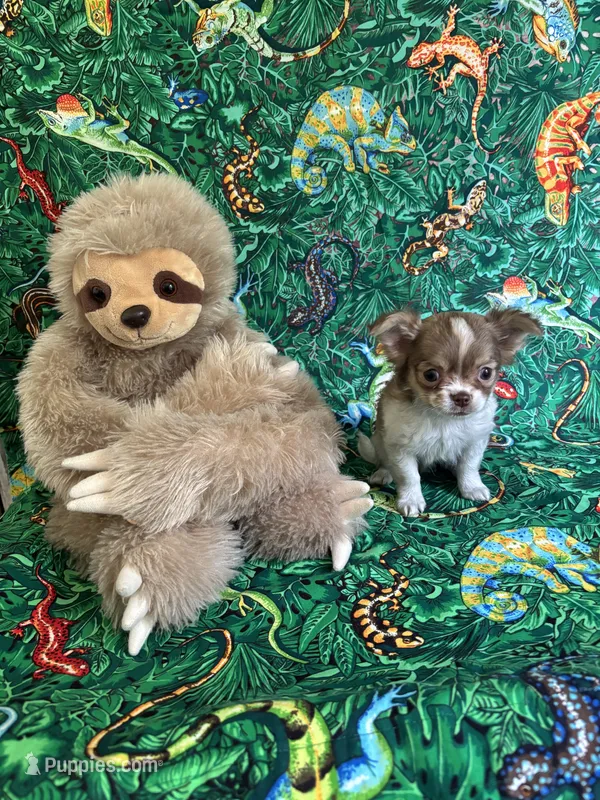 Romance – Chihuahua puppy for sale in Brainerd, MN