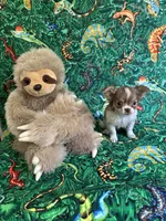 Romance, a male Chihuahua for sale in Brainerd, MN – 1 of 4