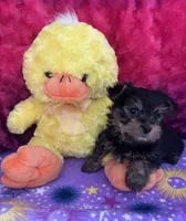 Peep, a male Yorkshire Terrier and Morkie for sale in Brainerd, MN – Photo 4 of 5