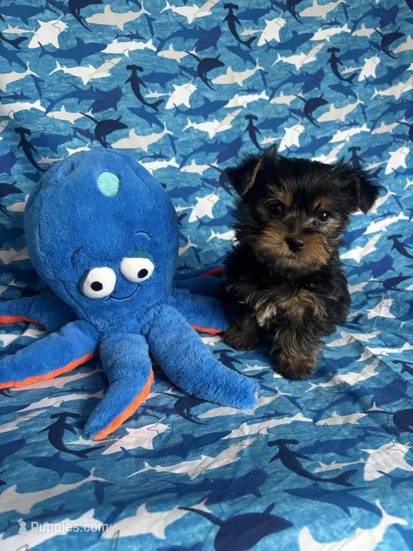 Peep – Yorkshire Terrier, Morkie puppy for sale in Brainerd, MN