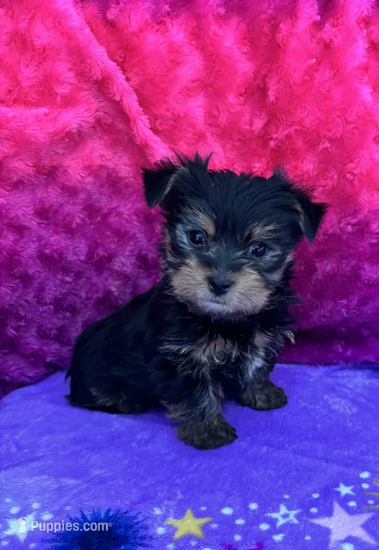 Peep – Yorkshire Terrier, Morkie puppy for sale in Brainerd, MN
