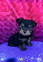 Peep, a male Yorkshire Terrier and Morkie for sale in Brainerd, MN – Photo 1 of 5