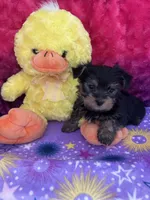 Peep, a male Yorkshire Terrier and Morkie for sale in Brainerd, MN – Photo 5 of 5