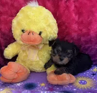 Peep, a male Yorkshire Terrier and Morkie for sale in Brainerd, MN – Photo 2 of 5