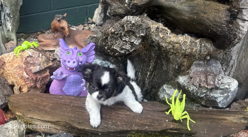 Buddy, a male Chihuahua for sale in Brainerd, MN – 1 of 2