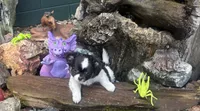 Buddy, a male Chihuahua for sale in Brainerd, MN – 1 of 2