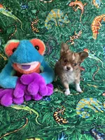 Saja, a male Chihuahua for sale in Brainerd, MN – 2 of 5
