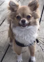 Saja, a male Chihuahua for sale in Brainerd, MN – 7 of 7