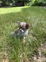 Romance, a male Chihuahua for sale in Brainerd, MN – 4 of 4