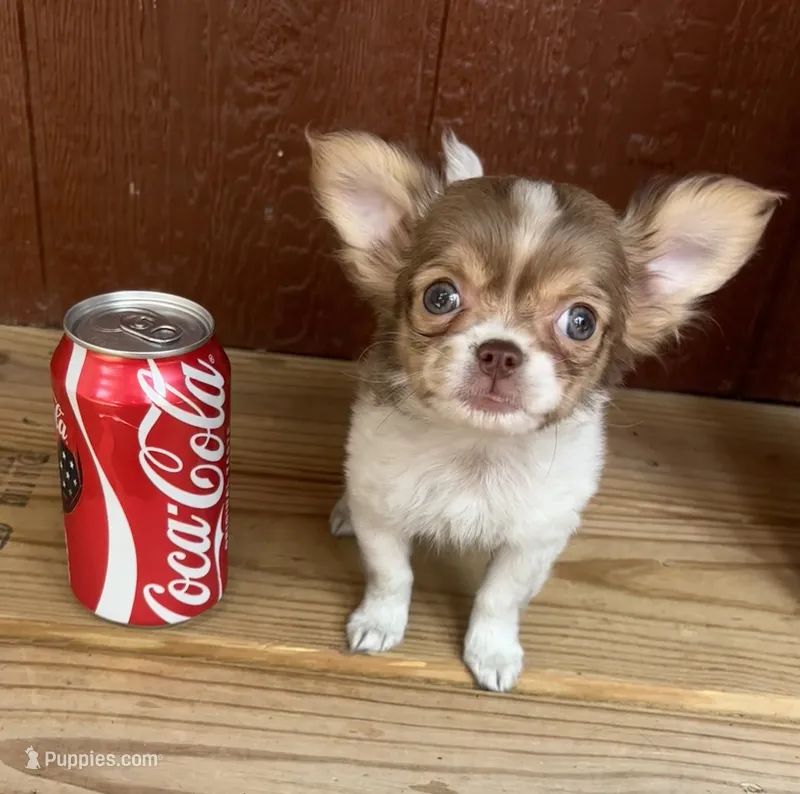 Romance – Chihuahua puppy for sale in Brainerd, MN