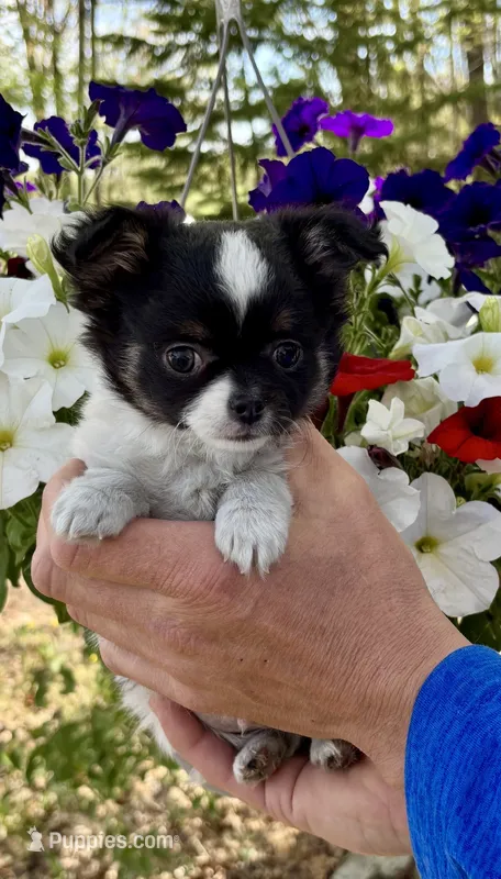 Buddy – Chihuahua puppy for sale in Brainerd, MN