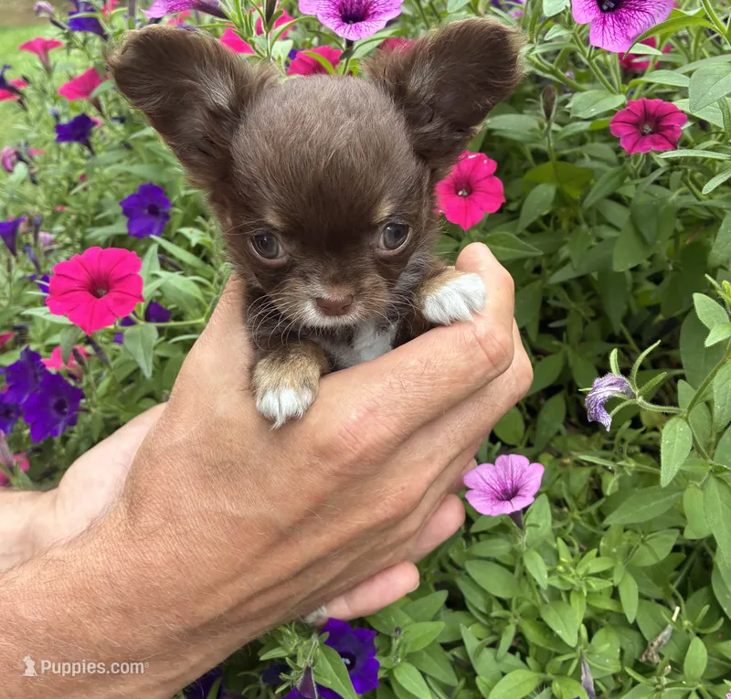 Tiny Freya – Chihuahua puppy for sale in Brainerd, MN