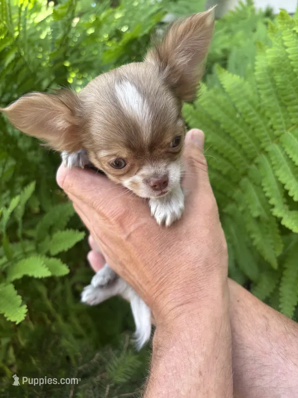 Romance – Chihuahua puppy for sale in Brainerd, MN