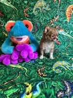 Saja, a male Chihuahua for sale in Brainerd, MN – 4 of 5