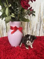 Torin, a male Chihuahua for sale in Brainerd, MN – Photo 5 of 6