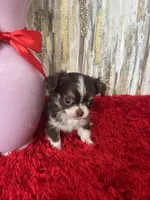 Torin, a male Chihuahua for sale in Brainerd, MN – Photo 4 of 6