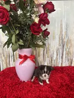 Torin, a male Chihuahua for sale in Brainerd, MN – Photo 6 of 6