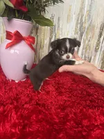 Torin, a male Chihuahua for sale in Brainerd, MN – Photo 2 of 6