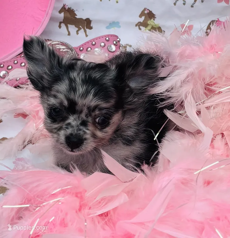 Zelda – Chihuahua puppy for sale in Brainerd, MN