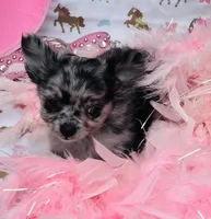 Zelda, a female Chihuahua for sale in Brainerd, MN – 1 of 5